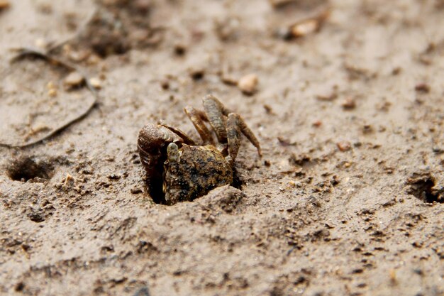 Close-up van een spin op het zand