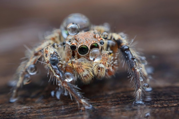 Close-up van een spin op hout