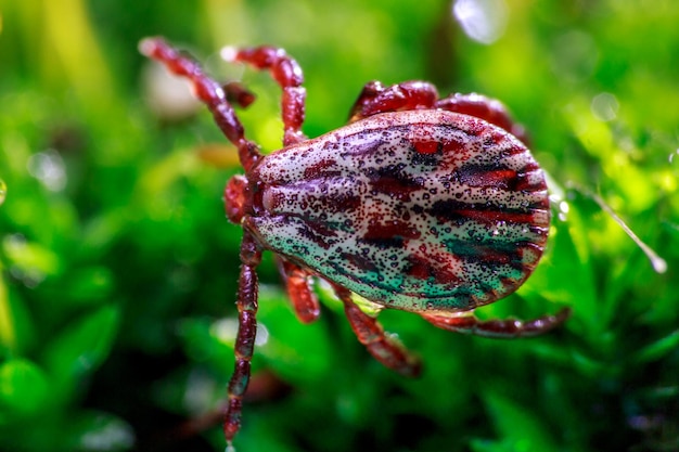 Foto close-up van een spin op planten