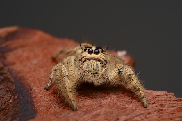 Foto close-up van een spin