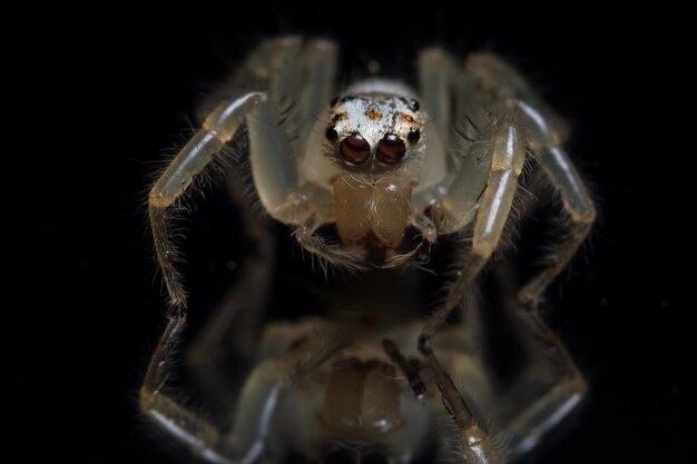 Foto close-up van een spin