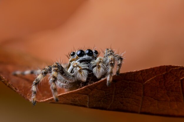 Close-up van een spin