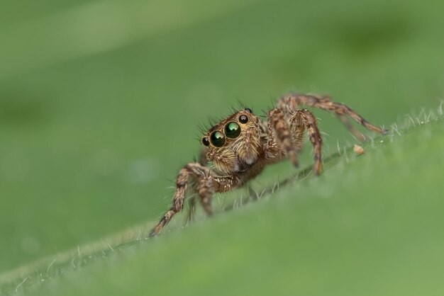 Foto close-up van een spin