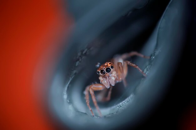 Foto close-up van een spin