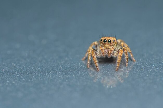 Close-up van een spin