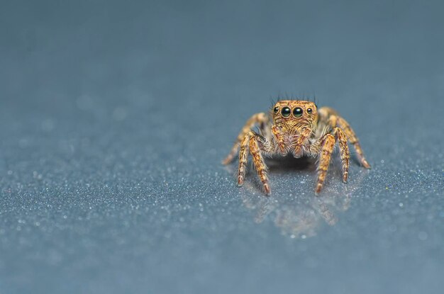 Foto close-up van een spin