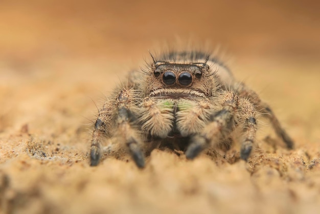 Foto close-up van een spin