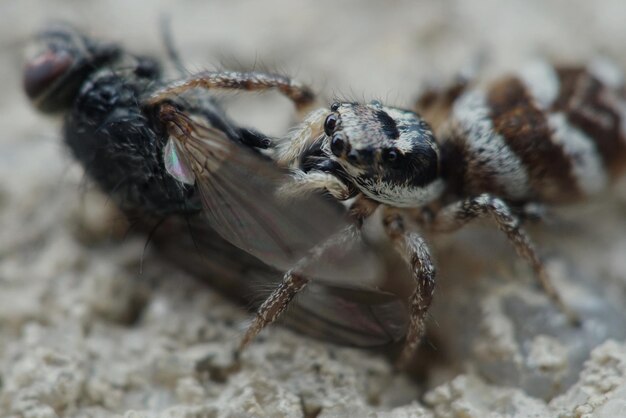 Foto close-up van een spin