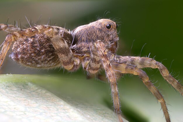 Foto close-up van een spin