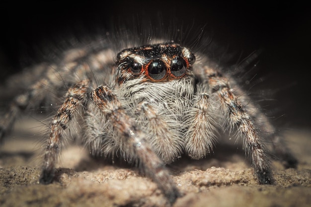 Foto close-up van een spin