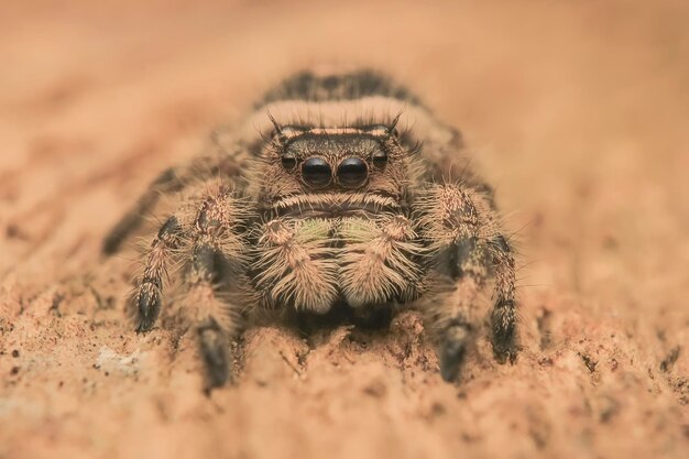 Foto close-up van een spin