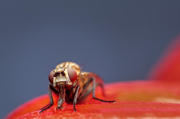 Foto close-up van een spin