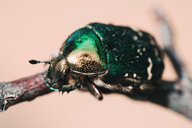 Close-up van een spin