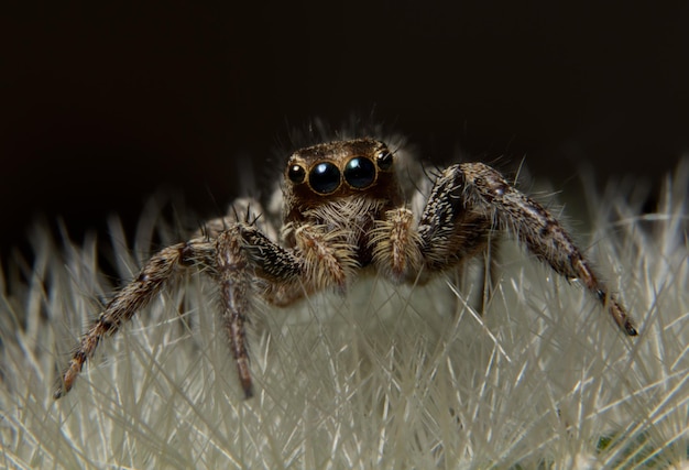 Close-up van een spin
