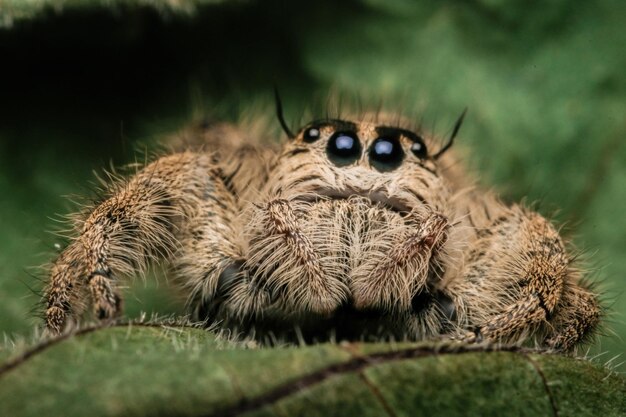 Foto close-up van een spin