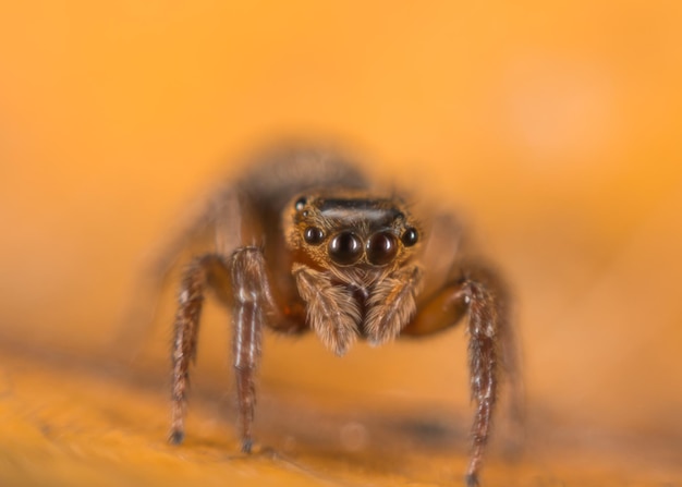 Foto close-up van een spin