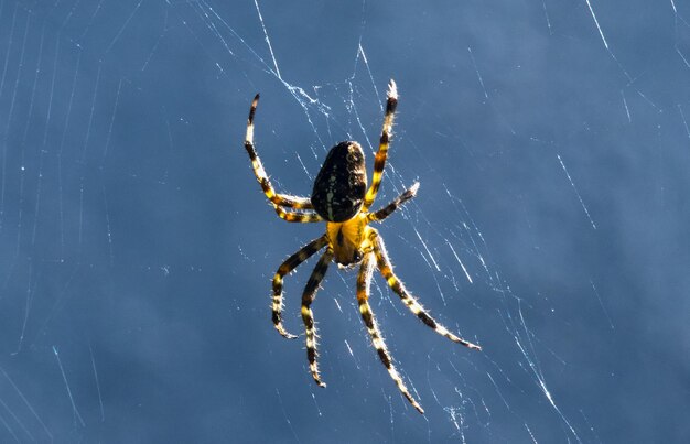 Foto close-up van een spin