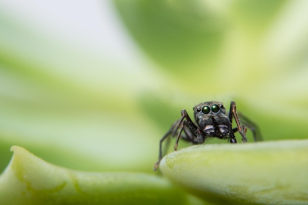 Close-up van een spin