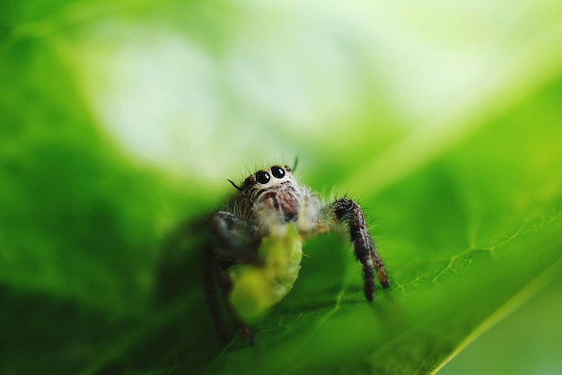 Close-up van een spin