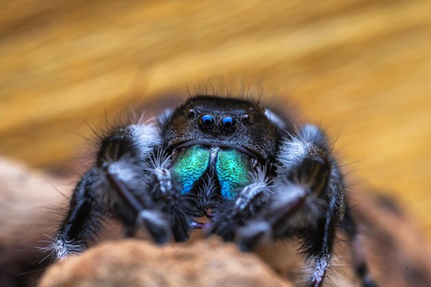 Foto close-up van een spin