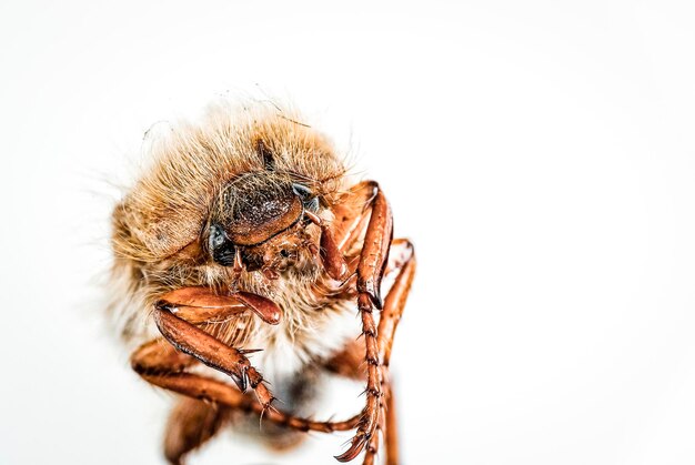 Close-up van een spin