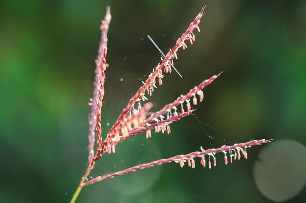 Foto close-up van een spinnenweb op een plant