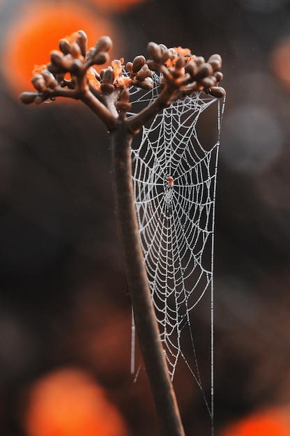 Foto close-up van een spinnenweb op een plant