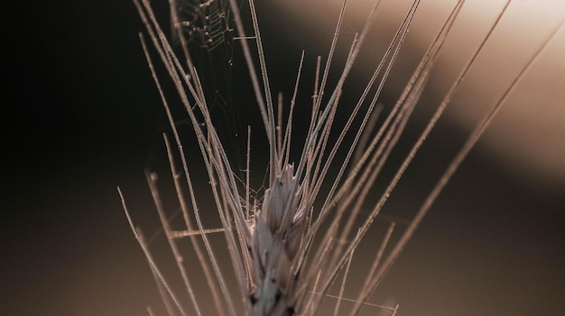 Foto close-up van een spinnenweb op een tarweeier