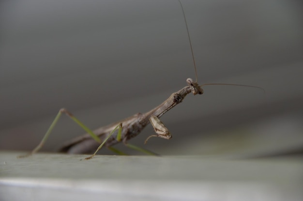 Close-up van een spinnenweb op een twijg