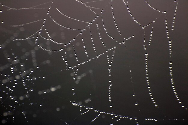 Foto close-up van een spinnenweb