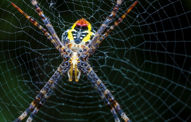 Close-up van een spinnenweb