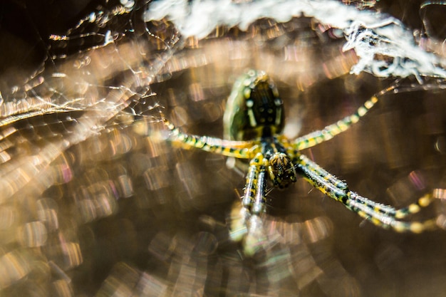 Foto close-up van een spinnenweb