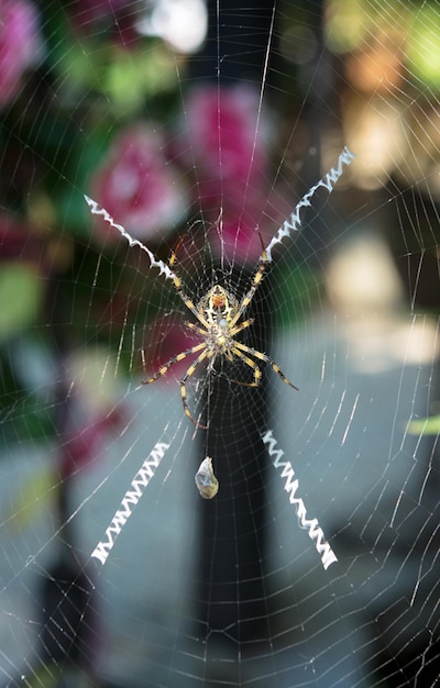 Foto close-up van een spinnenweb