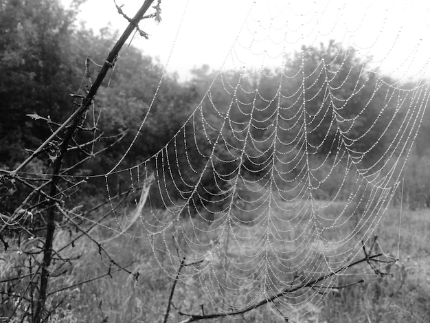 Foto close-up van een spinnenweb