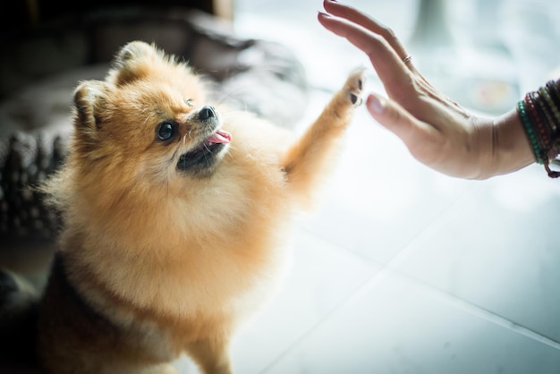 Close-up van een spitz die zijn poot uitstrekt naar de menselijke hand