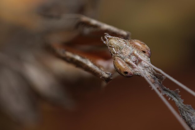 Close-up van een spookmos