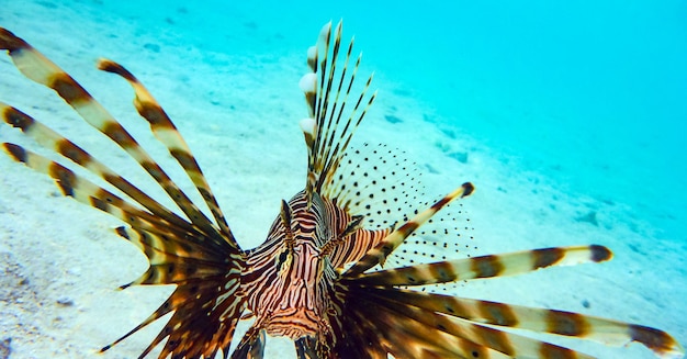 Close-up van een Spotfin Lionfish (Pterois Antennata), Maldiven.