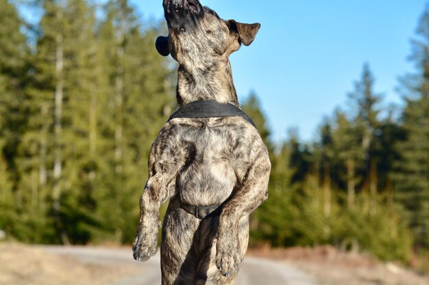 Foto close-up van een springende hond