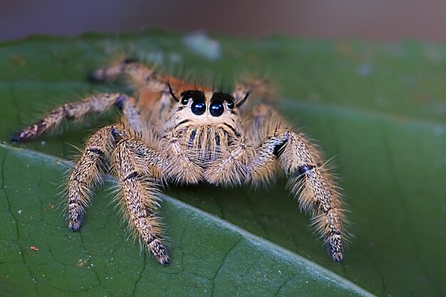 Foto close-up van een springende spin op een blad