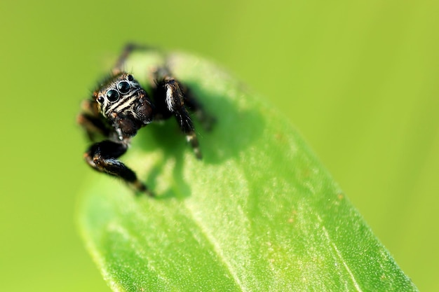 Close-up van een springende spin op een groene plant