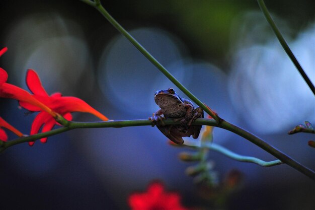 Foto close-up van een sprinkhaan op bloem