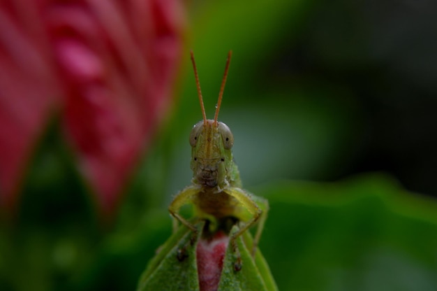 Close-up van een sprinkhaan op de knop