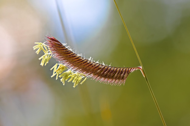 Foto close-up van een sprinkhaan op de plant in de herfst