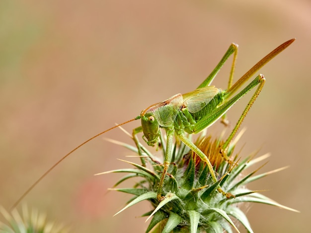 Foto close-up van een sprinkhaan op distel