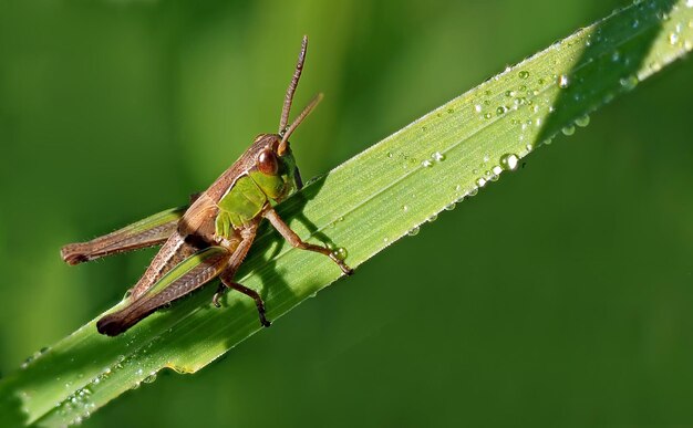 Foto close-up van een sprinkhaan op een blad