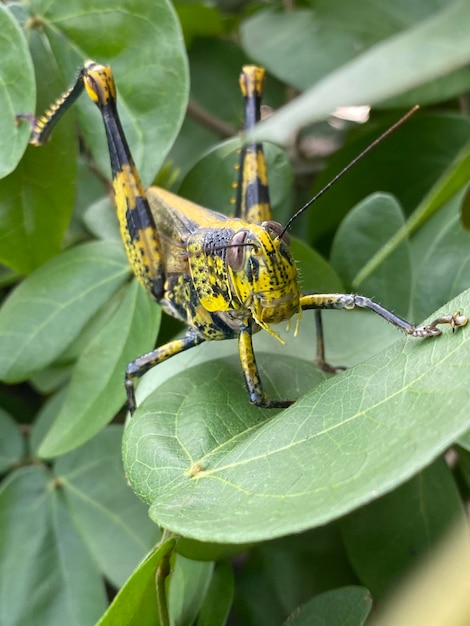 Foto close-up van een sprinkhaan op een blad