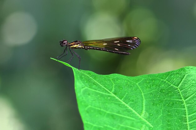 Close-up van een sprinkhaan op een blad