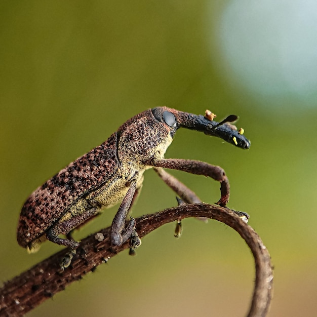 Foto close-up van een sprinkhaan op een boomweevil