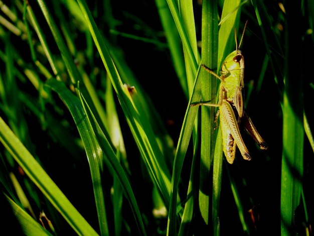 Close-up van een sprinkhaan op een plant