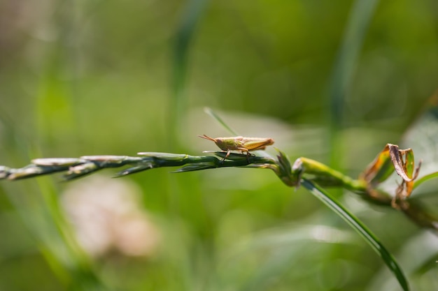 Close-up van een sprinkhaan op een plant